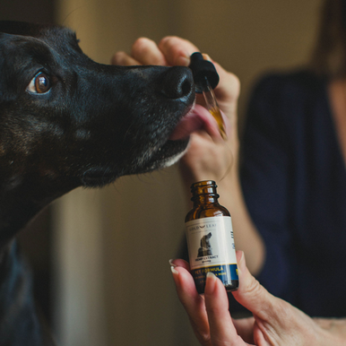 Is Lavender Essential Oil Safe for Pets? - CBD Dog Health