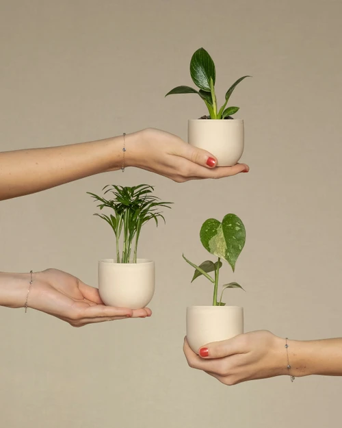 3 Plant Bundle