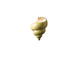 Ambiance 1 Light Conch Shell Wall Sconce by Justice Design - CER-3700