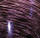 Purple Swirl