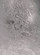 Silver Leaf