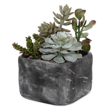 Glendower Crescent 10 Inch Desert Garden Succulents by Bailey Street Home - 208-BEL-4190639