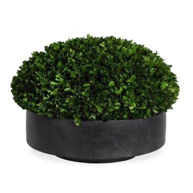 Verdana Boxwood Centerpiece In Bowl 13 Inchand 17 Inch Wide by Uttermost - 60270