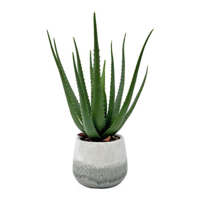 Veranda Indoor Outdoor Aloe Plant 21 Inch Tall X 14 Inch Wide by Uttermost - 60262