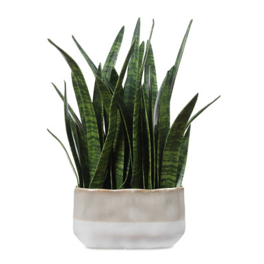 Sansera Snake Snake Accent Plant 20.88 and 15.75 Inch Wide by Uttermost - 60271