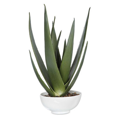Evarado 30 Inch Aloe Planter by Uttermost - 60177