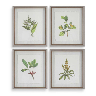 Wildflower Study 22 Inch Framed Wall Decor (Set of 4) by Uttermost - 41461