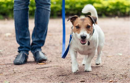 Blog - The 4 Top Tips For Pet Safety During the Summer Months