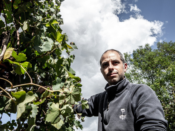 Why We Love The Langhe- My New Favorite House Wine