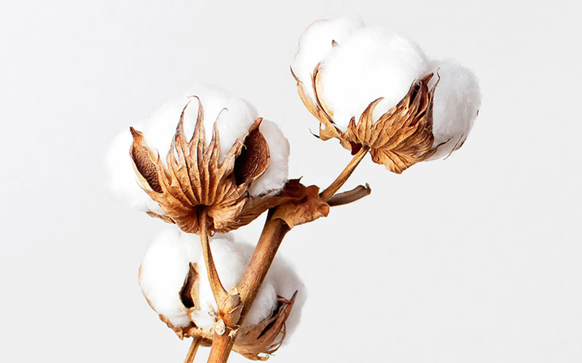 Organic Cotton 101: What It Is and Why You Need It Organic Cotton 101: What It Is and Why You Need It