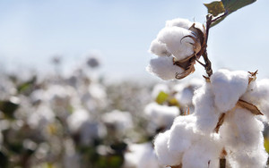 7 Things You Didn't Know About Cotton