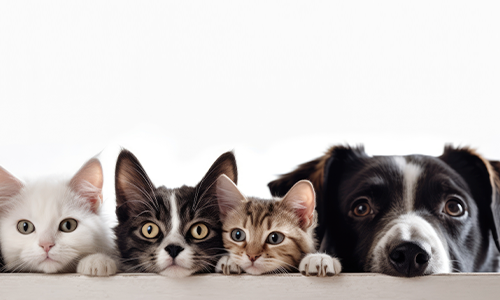 servicio de veterinaria