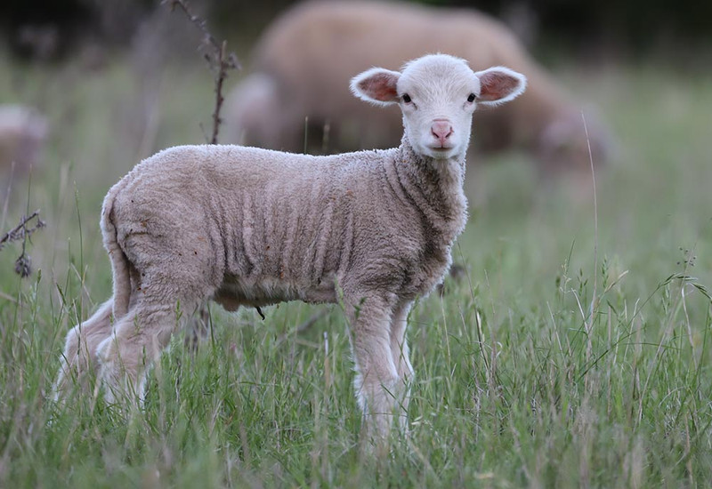 What Makes Merino Wool So Soft? - Henry and Grace