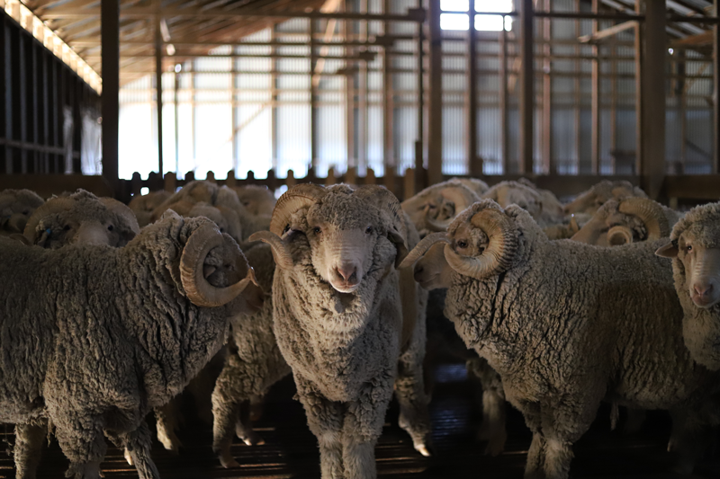 How we choose our merino