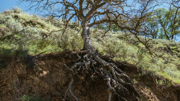 What's Your Root Sin?