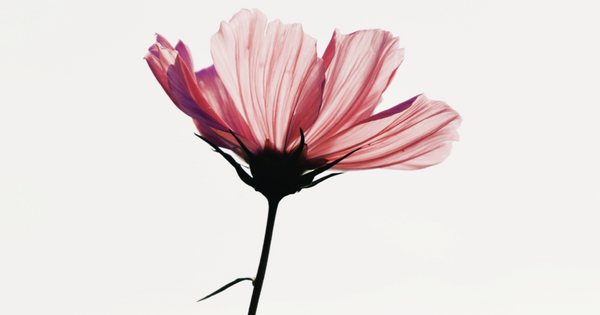 To Love is to be Vulnerable