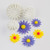 Set 3 decupatoare cu ejector Mini Gerbera – T12013