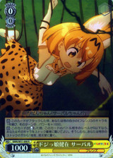 Serval, Ditzy Girl Lives KMN/W51-008 R