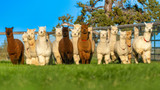 Harnessing the Power of Alpaca Poop: Nature's Golden Fertilizer