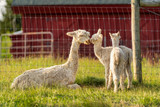 Why It's Called "Baby Alpaca"