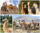 Exploring the Unique Differences Between Alpacas, Guanacos, Llamas, and Vicuñas