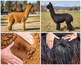 The Difference Between Suri Alpacas and Huacaya Alpacas : Unraveling the Mystique