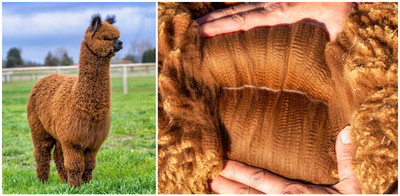 Natural Fibers  Alpaca Collections