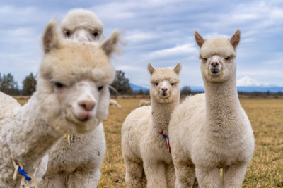 What's So Special About Alpaca Wool?