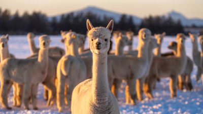 Why Alpaca Clothing Is Perfect For Winter Alpaca by Design