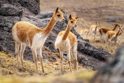 What Are Vicuna And What Makes Them So Special? 