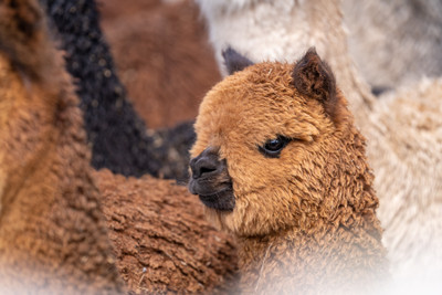 The Next Frontier in Sustainable Living - Alpaca & Other Natural Fibers