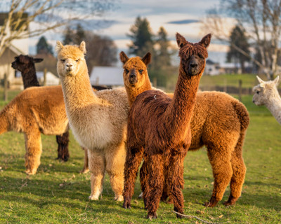 Did you know these benefits of alpaca wool?