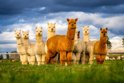 Why Are Alpacas Suddenly So Popular in the United States?