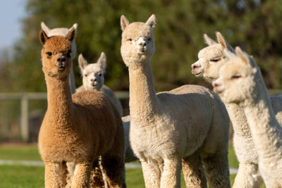 What Is The History of Alpacas?