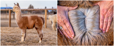 So, Is Alpaca Wool Really Itch-Free?