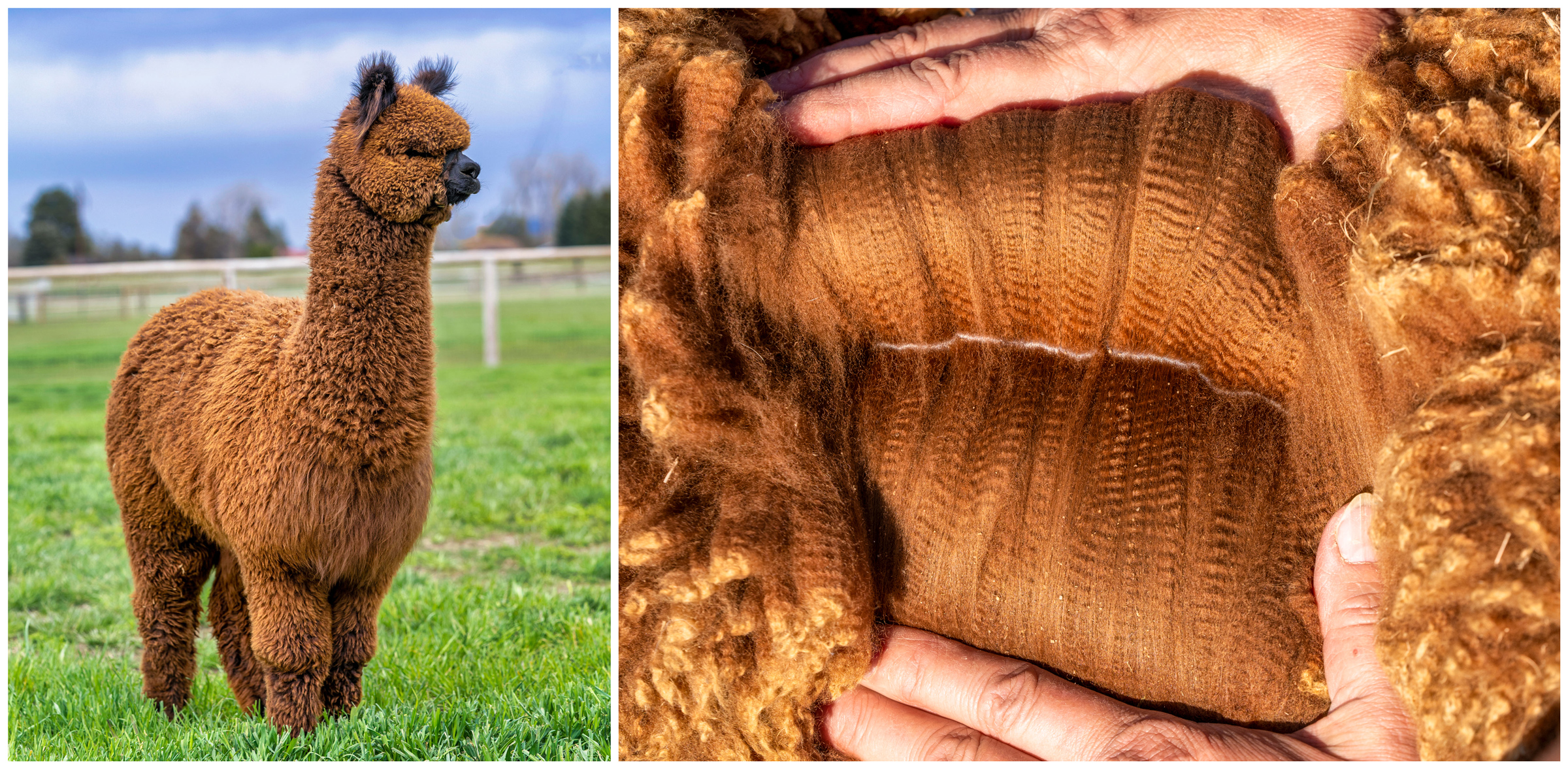 Why Alpaca Fiber Is Called Fleece Rather Than Wool! Unraveling The ...