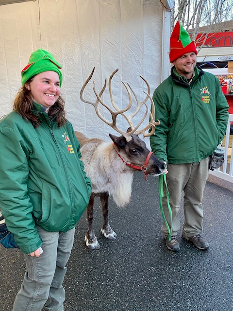 Dasher the reindeer at Winterfest