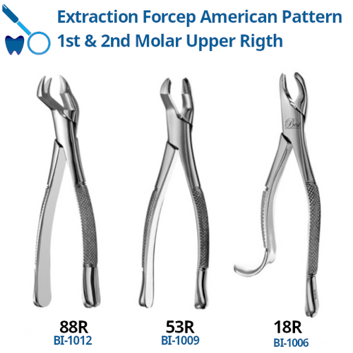 Forcep First and Second Molar Upper Right
