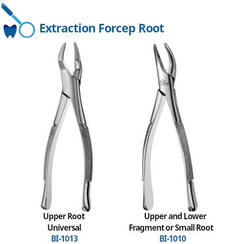 Forcep Root