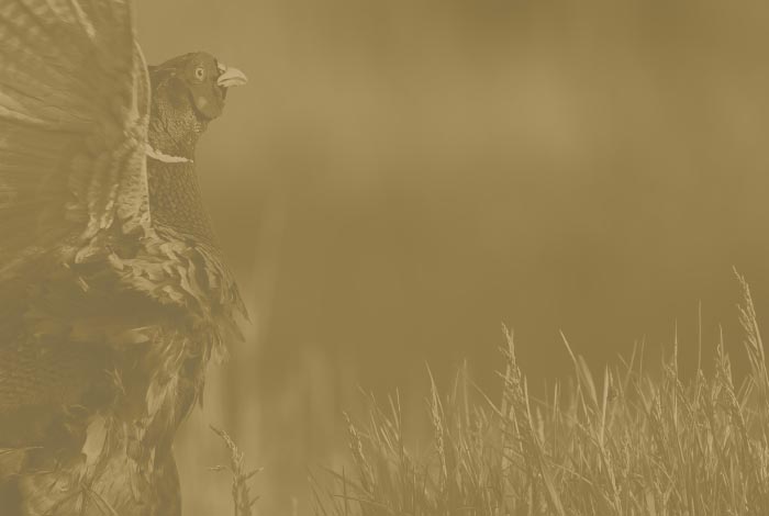 Pheasant in a field
