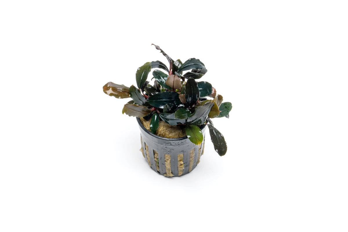 Bucephalandra aquarium plant from PetZoneSD