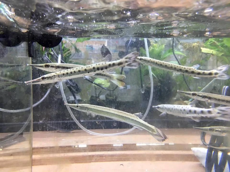 Carnivore Freshwater Fish: Marbled Gar - Boulengerella maculata