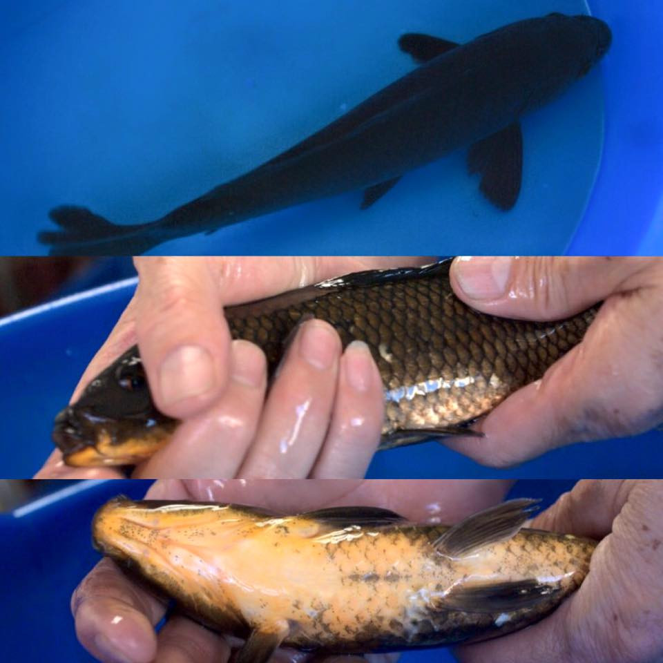 Koi Fish For Freshwater Garden Ponds: Black Koi Fish