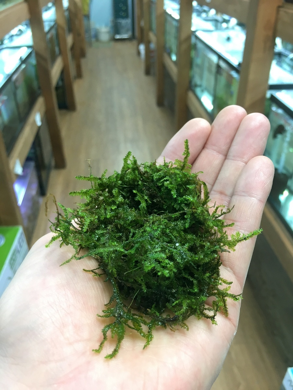 Freshwater Aquarium Plants: Christmas Moss - Vesicularia montagnei (Hypnum  montagnei)