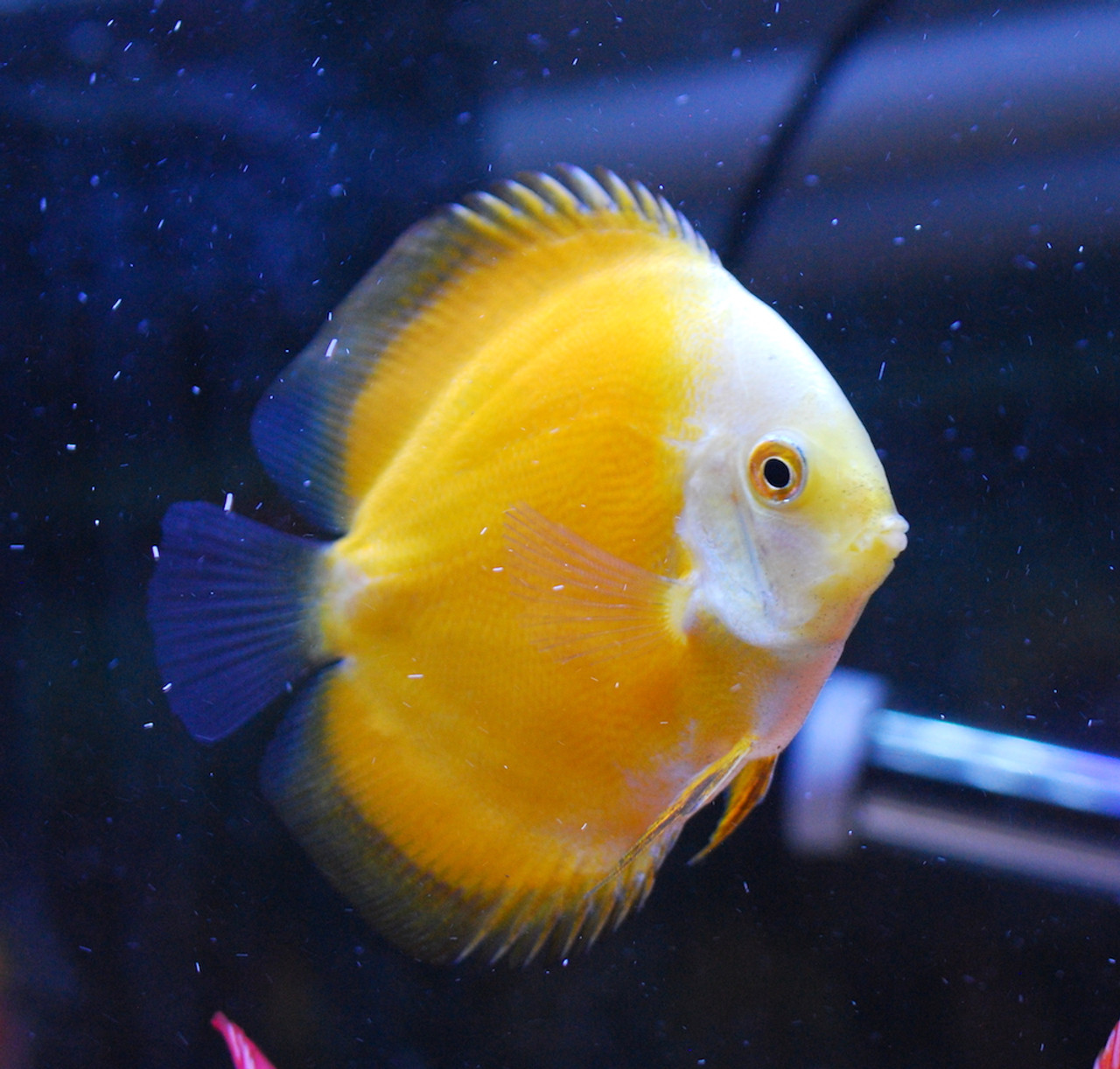 Freshwater Tropical Fish: Yellow Melon Discus