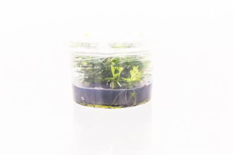 Aquarium Plants Ammania Bonsai Tissue Culture