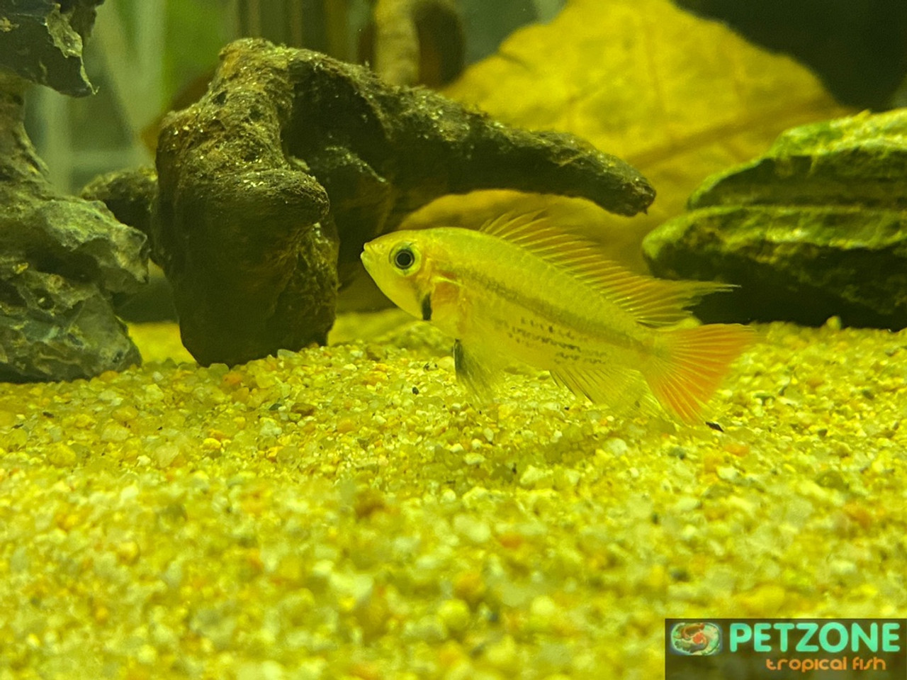 cockatoo apistogramma