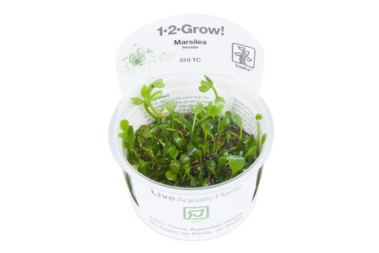 marsilea_hirsuta_tropica__8746