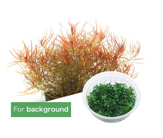 Aquarium Plants TISSUE CULTURE LUDWIGIA ARCUATA