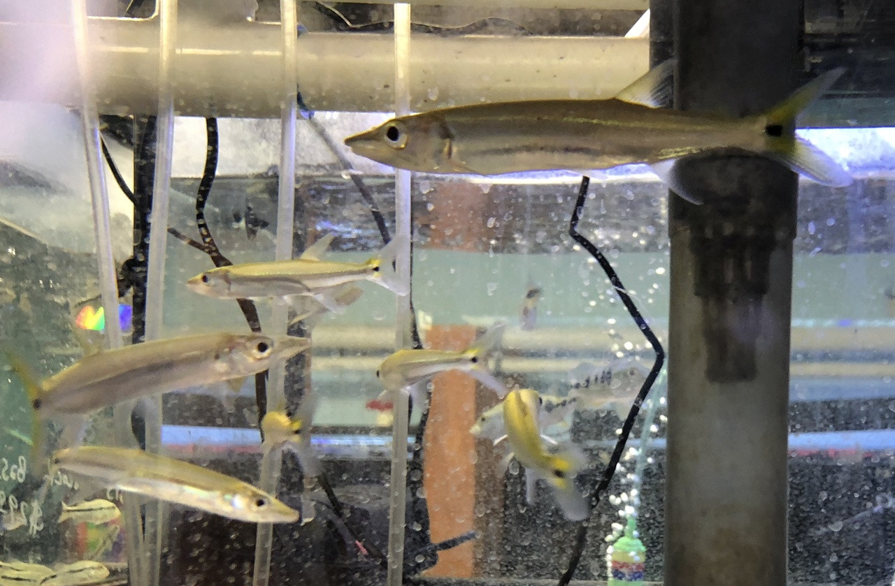 freshwater barracuda for sale